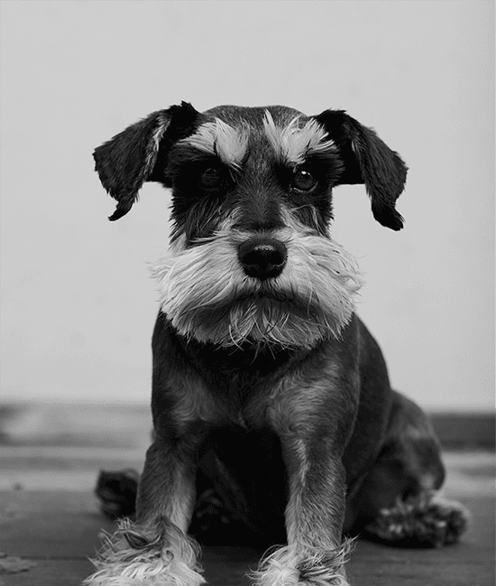 Kiara. Schwarz-weißer Zwergschnauzer sitzt auf Boden, schaut direkt in die Kamera, schlichtes Hintergrund.